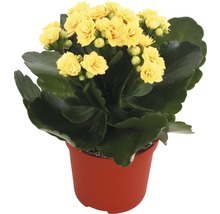 Gele Kalanchoe in pot