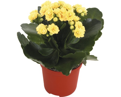 Gele Kalanchoe in pot