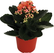 Kalanchoë in pot