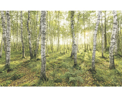 KOMAR Fotobehang vlies SH043-VD4 Birch Trees 400x250 cm