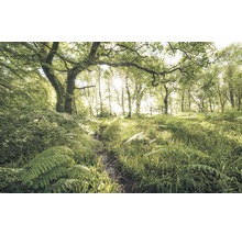 Bosweg met bomen en planten