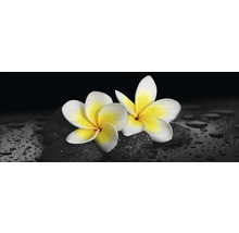 Twee frangipanibloemen op stenen