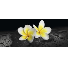 Twee frangipanibloemen op stenen met waterdruppels