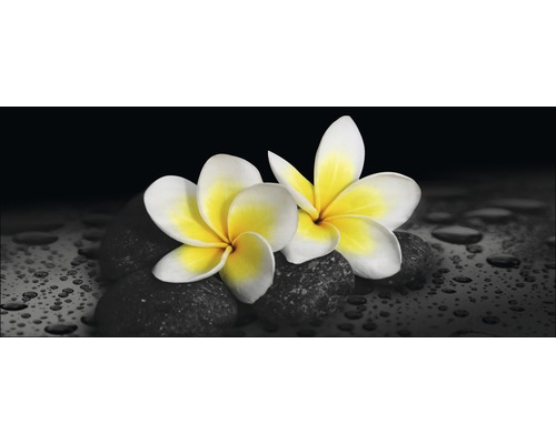 PURE LIVING Schilderij glas Showtime III 50x125 cm Twee frangipanibloemen op stenen met waterdruppels
