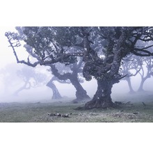 Landschap met oude bomen in de mist