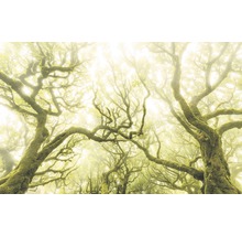Mistig laurierbos met met mos bedekte bomen