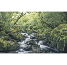 Stromend water door een boslandschap met met mos bedekte stenen