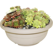 Huislook planten in een plantenbak