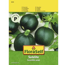 FLORASELF® Courgette Satelite groentezaden-thumb-0