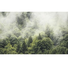 Dicht bos met mist