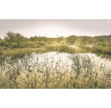 Ochtendgezicht op een vijver met plantengroei en mist