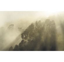 Boslandschap in de mist met bomen en zonnestralen