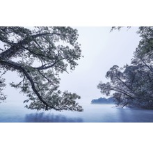 Landschap met bomen die zich uitstrekken tot aan een meer