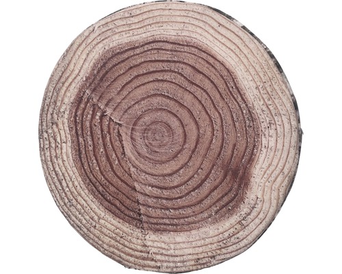 Boomstam schijf met jaarringen