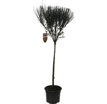 De afbeelding toont een vormsnoeiplant in een pot.