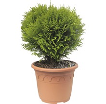 Kogelcipres in pot