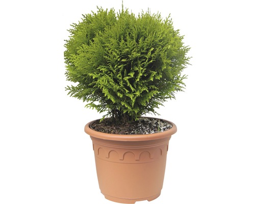 FLORASELF® Westerse levensboom Thuja occidentalis 'Danica' potmaat Ø12 cm