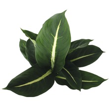 Dieffenbachia kamerplant met gestreepte bladeren