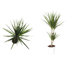 Drakenboom in pot, twee aanzichten