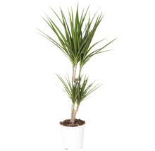 Drakenboom in pot