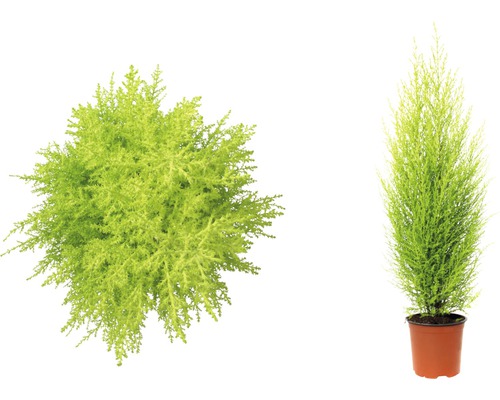 Twee Chamaecyparis lawsoniana Columnaris Gold planten, één van bovenaf en één in een pot
