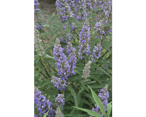 Monnikspeper Vitex agnus castus 'Delta Blues' ® potmaat Ø 21 cm H 40-50 cm Bloeiende kuisheidsboom met groene bladeren
