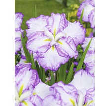 Close-up van een irisbloem met witte bloemblaadjes en paarse randen