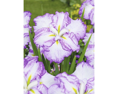 FLORASELF Japanse iris Iris ensata Dinner Plate 'Tiramisu' potmaat Ø 11 cm H 10-30 cm