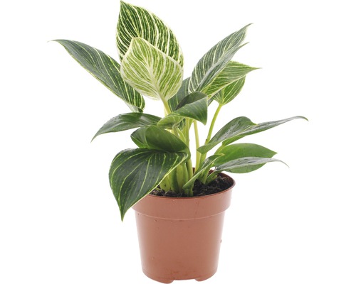 FLORASELF Philodendron ‘White Wave‘ potmaat Ø 12 cm H 20-30 cm