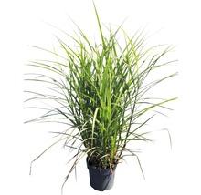 Chinees riet in pot