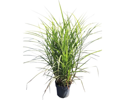 FLORASELF Prachtriet Miscanthus sinensis 'Oktoberfest' potmaat Ø 19 cm H 20-80 cm Chinees riet in pot