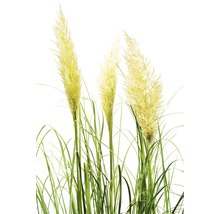 FLORASELF Pampasgras Cortaderia selloana 'Sunningdale Silver' potmaat Ø 19 cm H 10-100 cm