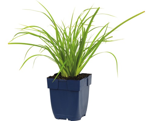Siergras in een pot