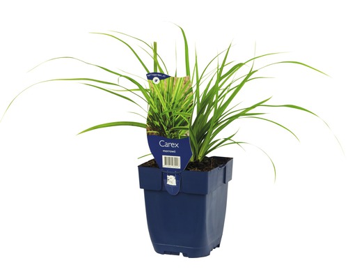 Carex siergrasplant in pot