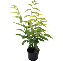 Tamme kastanje in pot voor de tuin
