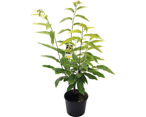 Tamme kastanje in pot voor de tuin