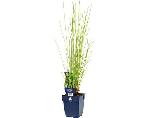 Riet in pot