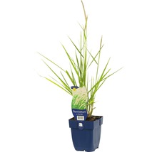 FLORASELF Lampenpoetsersgras Pennisetum orientale Ø 11 cm