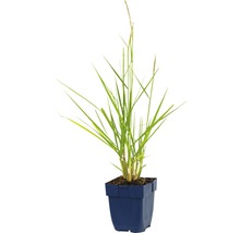 FLORASELF Lampenpoetsersgras Pennisetum orientale Ø 11 cm