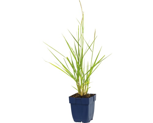 Planten in pot