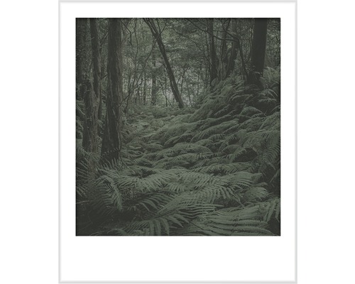 Ingelijste afbeelding van varens in het bos