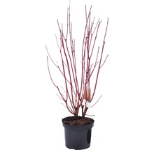 FLORASELF® Kornoelje Cornus alba 'Siberica' potmaat Ø17 cm