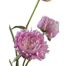 FLORASELF Paeonia Lactiflora Chinese pioen rosa potmaat Ø 20 cm H 15-30 cm