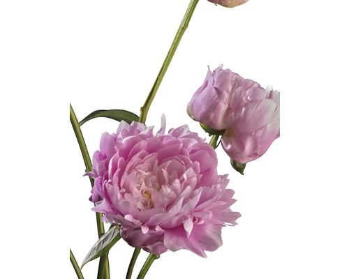 Close-up van een roze pioenroos