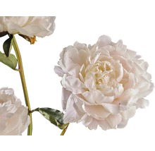 FLORASELF Paeonia Lactiflora Chinese pioen wit potmaat Ø 20 cm H 15-30 cm