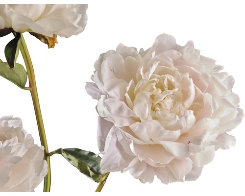 Close-up van pioenrozenbloemen