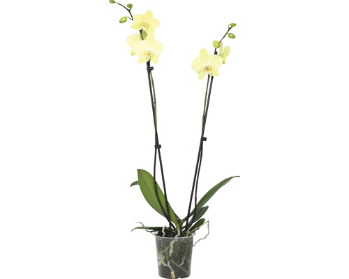 Gele orchidee in pot