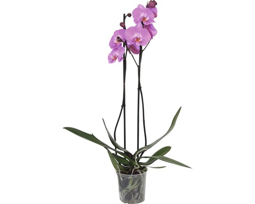 Orchideeën