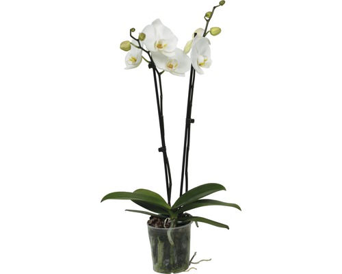 Witte orchidee in pot