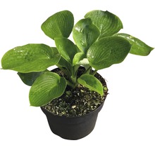 Hosta in pot